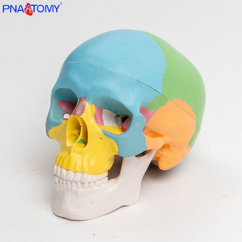 Mini 3-dijelni model lubanje, plastičan, pokretna skulptura za učenje usne anatomije