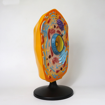 Qinghua QH3216-1 μοντέλο ζωϊκού κυττάρου για τη διδασκαλία βιολογίας γυμνασίου, ABS υλικό, 6 τεμάχια ανά κουτί