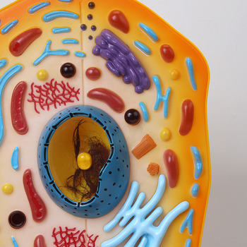 Qinghua QH3216-1 μοντέλο ζωϊκού κυττάρου για τη διδασκαλία βιολογίας γυμνασίου, ABS υλικό, 6 τεμάχια ανά κουτί