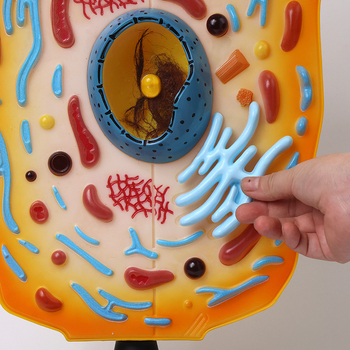 Qinghua QH3216-1 μοντέλο ζωϊκού κυττάρου για τη διδασκαλία βιολογίας γυμνασίου, ABS υλικό, 6 τεμάχια ανά κουτί