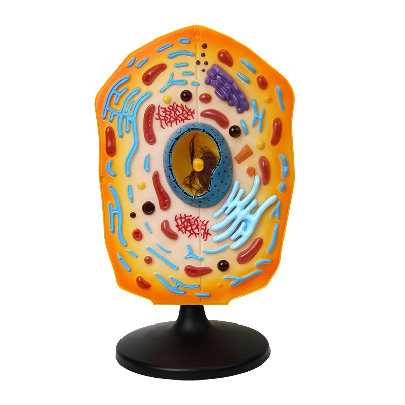 Qinghua QH3216-1 model životinjske stanice za srednju školu, ABS materijal, 6 komada u kutiji