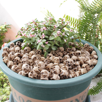 Dervinių skeletų dekoratyvinis rinkinys gėlėms ir mikro kraštovaizdžiams; karpymas, liejimas, pusiau mechaninės technikos