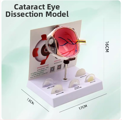 Model ľudského oka pre lekárske vzdelávanie, PVC materiál, značka Zhenghe River, súkromná značka k dispozícii