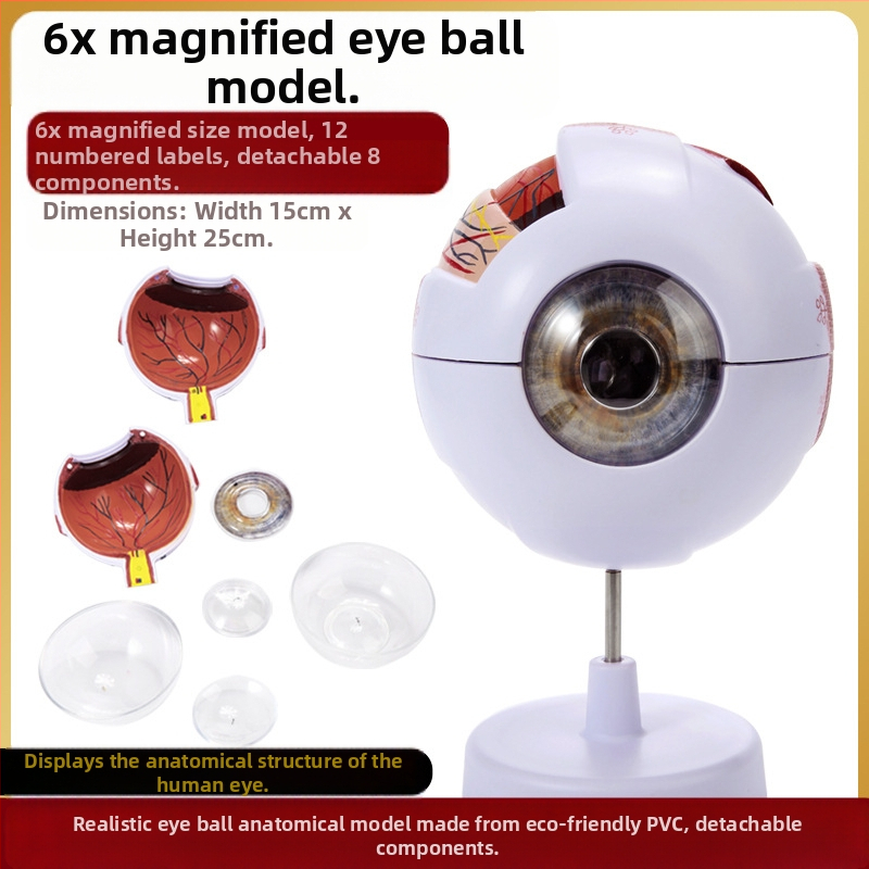Model ľudského oka pre lekárske vzdelávanie, PVC materiál, značka Zhenghe River, súkromná značka k dispozícii