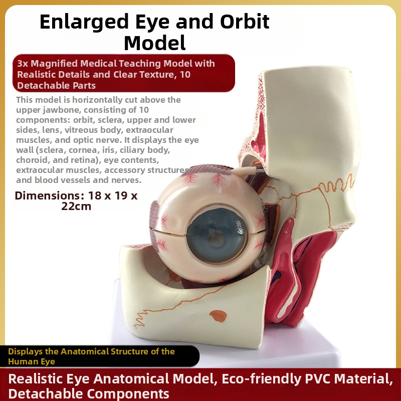 Model ľudského oka pre lekárske vzdelávanie, PVC materiál, značka Zhenghe River, súkromná značka k dispozícii