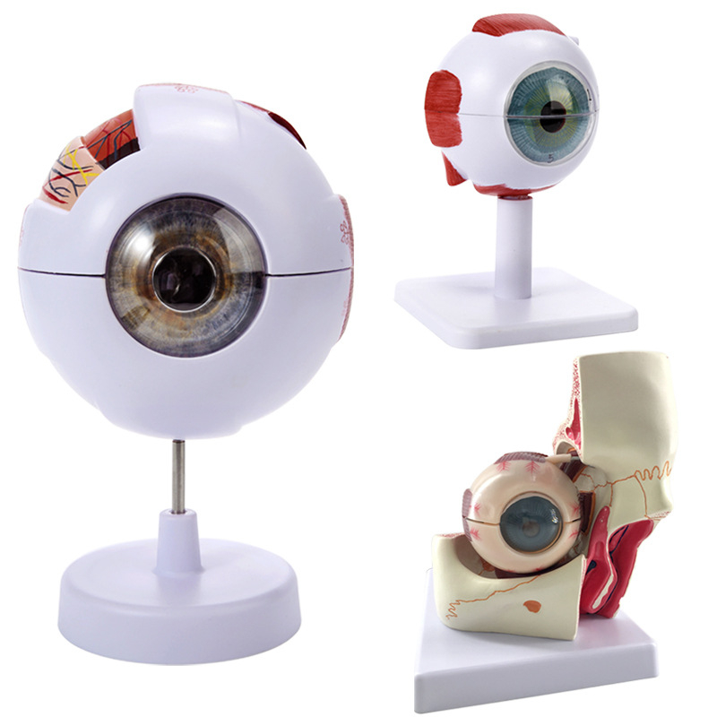 Model anatomije oka za medicinsku nastavu, PVC materijal, brend Zhenghe River, privatna oznaka dostupna