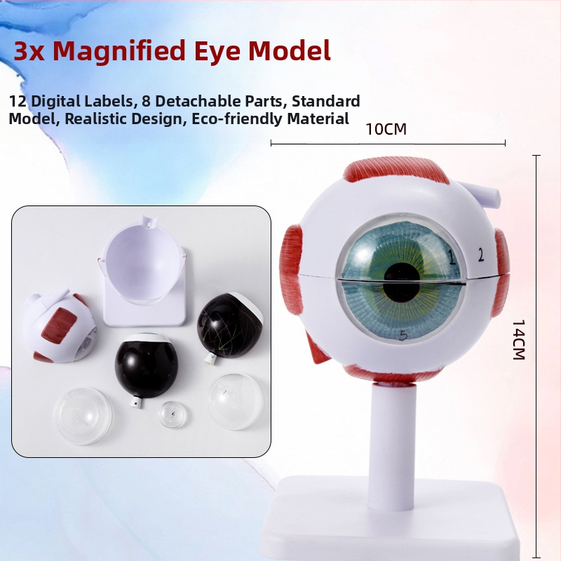 Model ľudského oka pre lekárske vzdelávanie, PVC materiál, značka Zhenghe River, súkromná značka k dispozícii