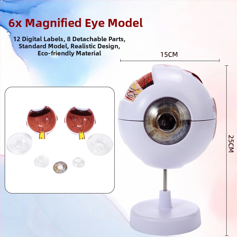 Model ľudského oka pre lekárske vzdelávanie, PVC materiál, značka Zhenghe River, súkromná značka k dispozícii