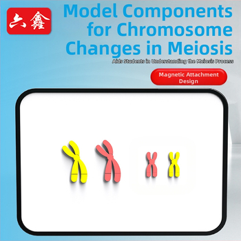 Liuxin výučbové pomôcky: Model zmeny chromozómov v meióze s magnetickou absorpciou