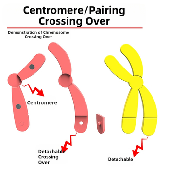 Liuxin διδακτικό εργαλείο: Μοντέλο αλλαγής χρωμοσωμάτων στη μίωση με μαγνητική προσρόφηση