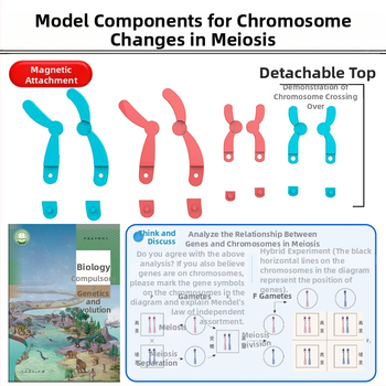 Liuxin διδακτικό εργαλείο: Μοντέλο αλλαγής χρωμοσωμάτων στη μίωση με μαγνητική προσρόφηση