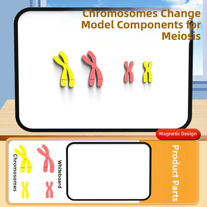 Liuxin výučbové pomôcky: Model zmeny chromozómov v meióze s magnetickou absorpciou