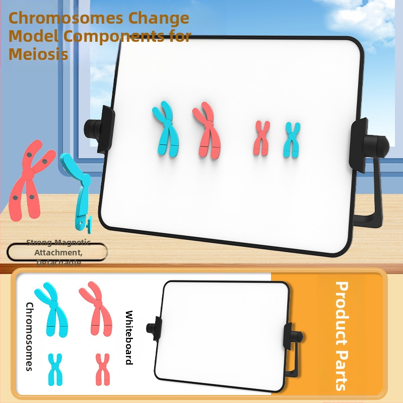 Liuxin výučbové pomôcky: Model zmeny chromozómov v meióze s magnetickou absorpciou