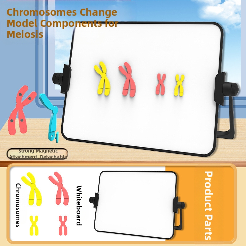 Liuxin výučbové pomôcky: Model zmeny chromozómov v meióze s magnetickou absorpciou