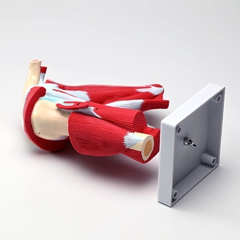 Sea Doctor μοντέλο ώμου με μυς και τένοντες, πλαστικό ανατομικό εργαλείο εκπαίδευσης με ψηφιακό λογότυπο, για ιατρική εκπαίδευση και αποκατάσταση.