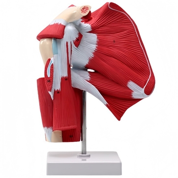 Sea Doctor μοντέλο ώμου με μυς και τένοντες, πλαστικό ανατομικό εργαλείο εκπαίδευσης με ψηφιακό λογότυπο, για ιατρική εκπαίδευση και αποκατάσταση.