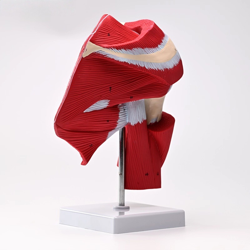 Sea Doctor pečių sąnario modelis su raumenimis ir sausgyslėmis, iš plastiko, su skaitmeniniu logotipu, skirtas žmogaus anatomijai, reabilitacijos mokymams ir medicininėms pamokoms.