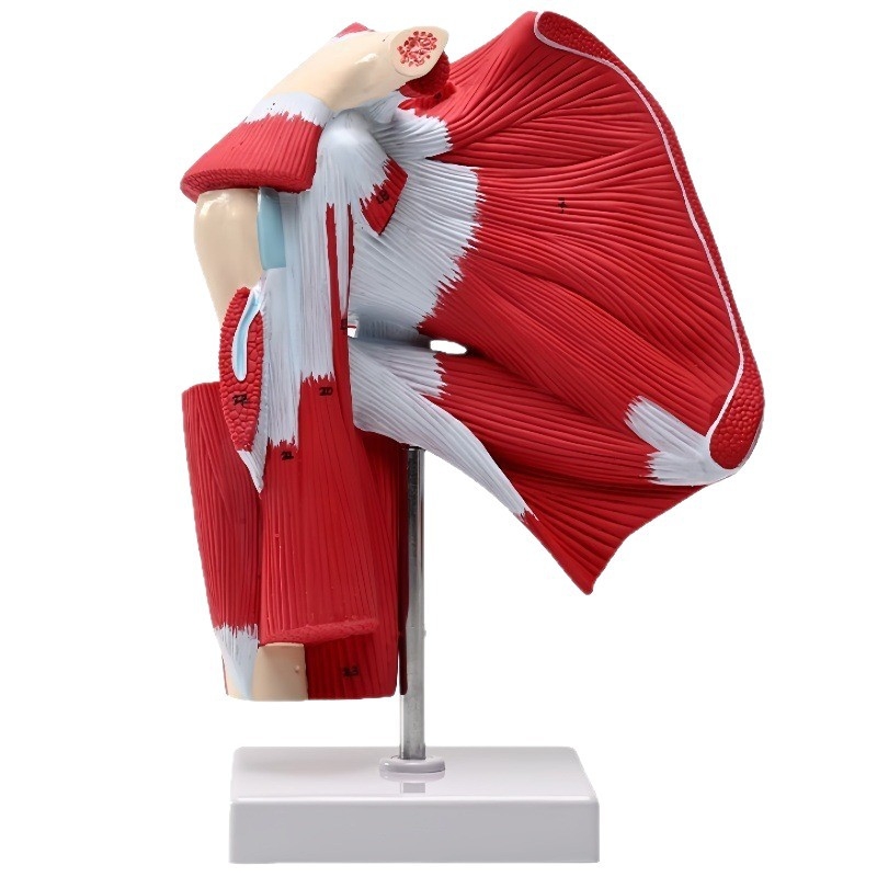 Sea Doctor pečių sąnario modelis su raumenimis ir sausgyslėmis, iš plastiko, su skaitmeniniu logotipu, skirtas žmogaus anatomijai, reabilitacijos mokymams ir medicininėms pamokoms.