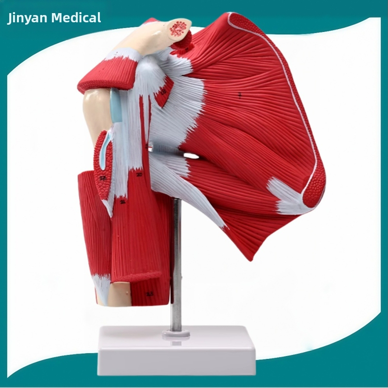 Sea Doctor pečių sąnario modelis su raumenimis ir sausgyslėmis, iš plastiko, su skaitmeniniu logotipu, skirtas žmogaus anatomijai, reabilitacijos mokymams ir medicininėms pamokoms.