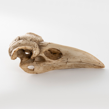 Διάκοσμητικό κρανίο ζώου από ρητίνη, αγροτικό στυλ, δείγμα κρανίου πουλιού