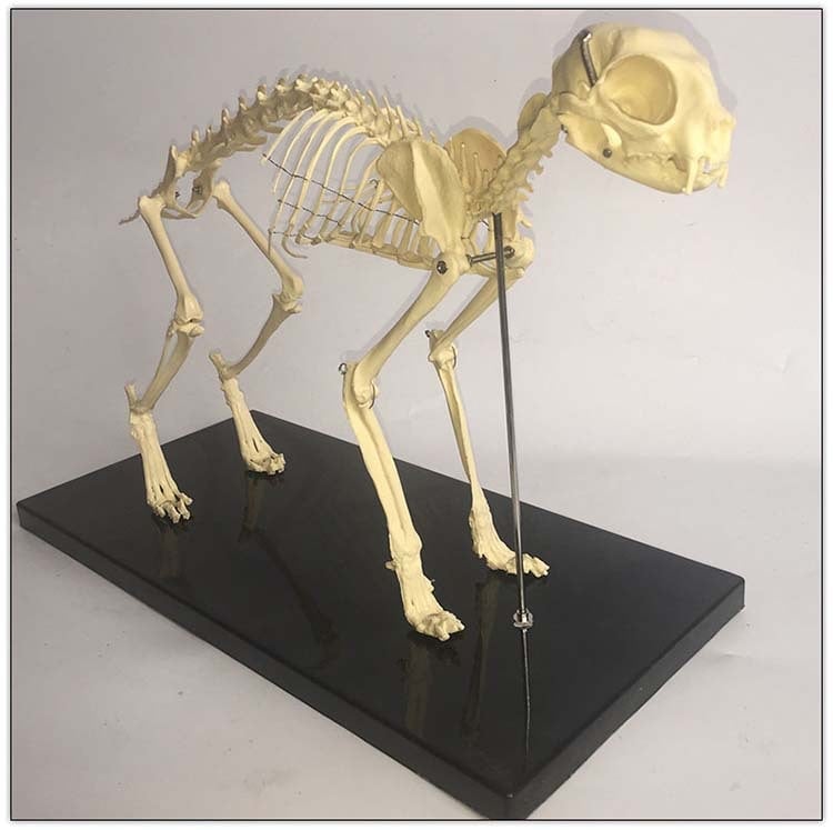 Macska csontváz modell – műanyag oktató példány bemutatásra, iskolák és kisállatkereskedések számára, egy dobozban csomagolva