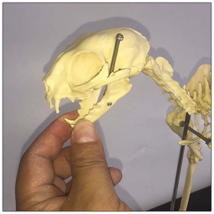 Macska csontváz modell – műanyag oktató példány bemutatásra, iskolák és kisállatkereskedések számára, egy dobozban csomagolva