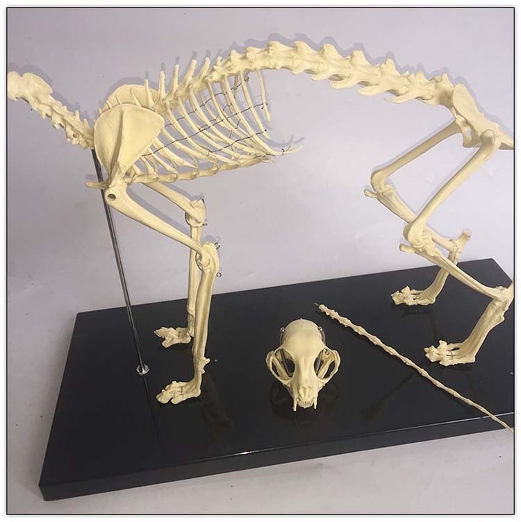 Macska csontváz modell – műanyag oktató példány bemutatásra, iskolák és kisállatkereskedések számára, egy dobozban csomagolva