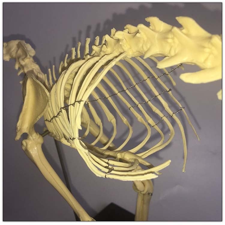 Macska csontváz modell – műanyag oktató példány bemutatásra, iskolák és kisállatkereskedések számára, egy dobozban csomagolva