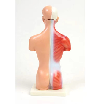 Ανατομικό μοντέλο κορμού με εσωτερικά όργανα για ιατρική διδασκαλία, PVC υλικό, δομή συστήματος οργάνων