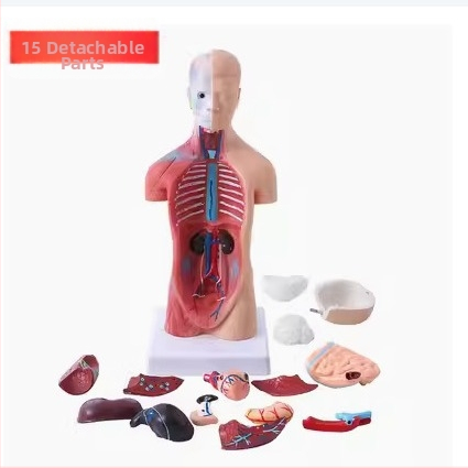 Anatómický model trupu s vnútornými orgánmi pre lekárske vzdelávanie, PVC materiál