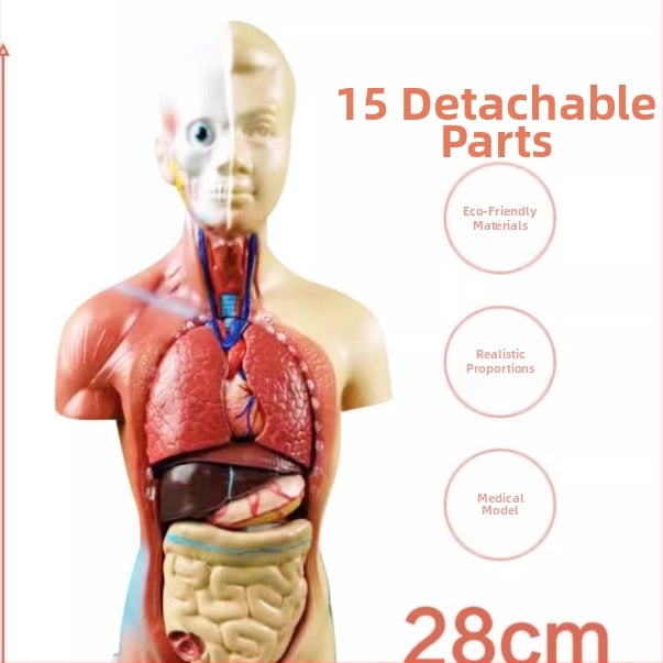 Anatomijas torss ar iekšējiem orgāniem medicīniskajai apmācībai, PVC materiāls