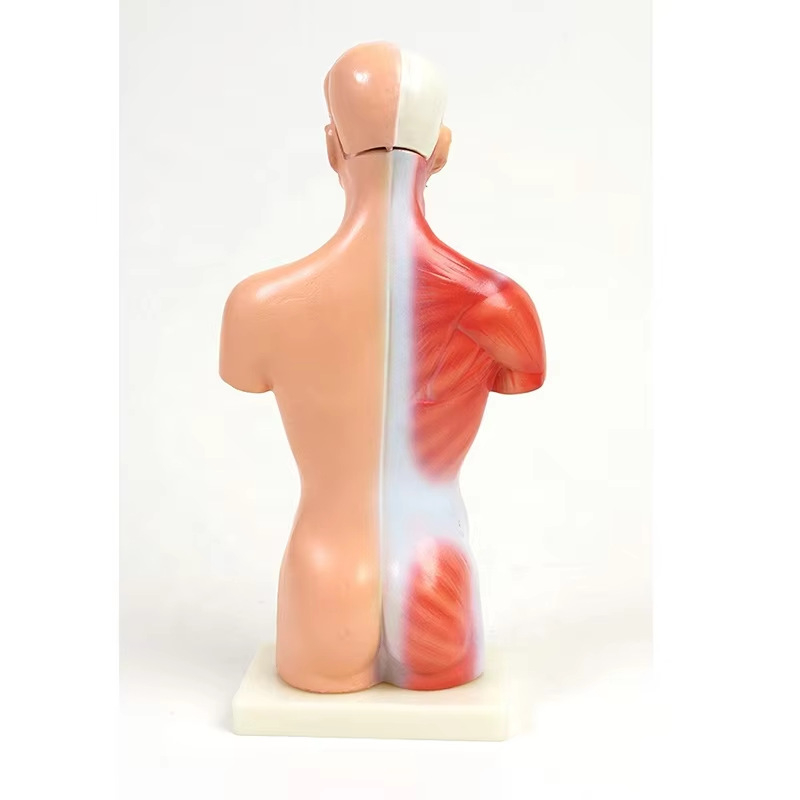 Anatomijas torss ar iekšējiem orgāniem medicīniskajai apmācībai, PVC materiāls