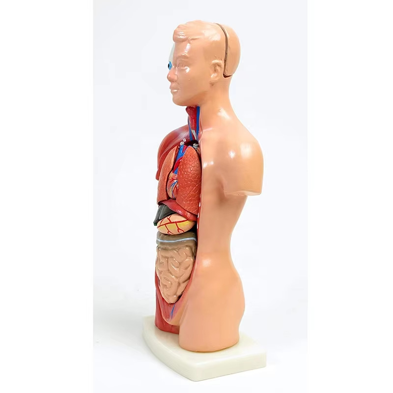 Anatomijas torss ar iekšējiem orgāniem medicīniskajai apmācībai, PVC materiāls