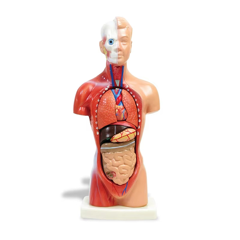 Anatomijas torss ar iekšējiem orgāniem medicīniskajai apmācībai, PVC materiāls