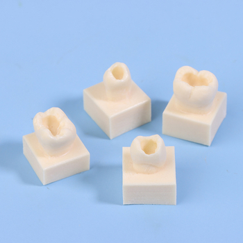 Дентален тренировъчен модел за запълване със смола — за възрастни, около 22 г