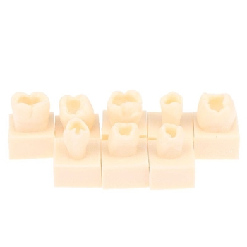 Дентален тренировъчен модел за запълване със смола — за възрастни, около 22 г