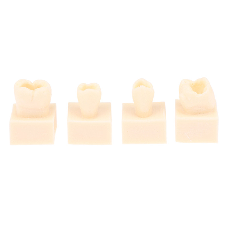Дентален тренировъчен модел за запълване със смола — за възрастни, около 22 г