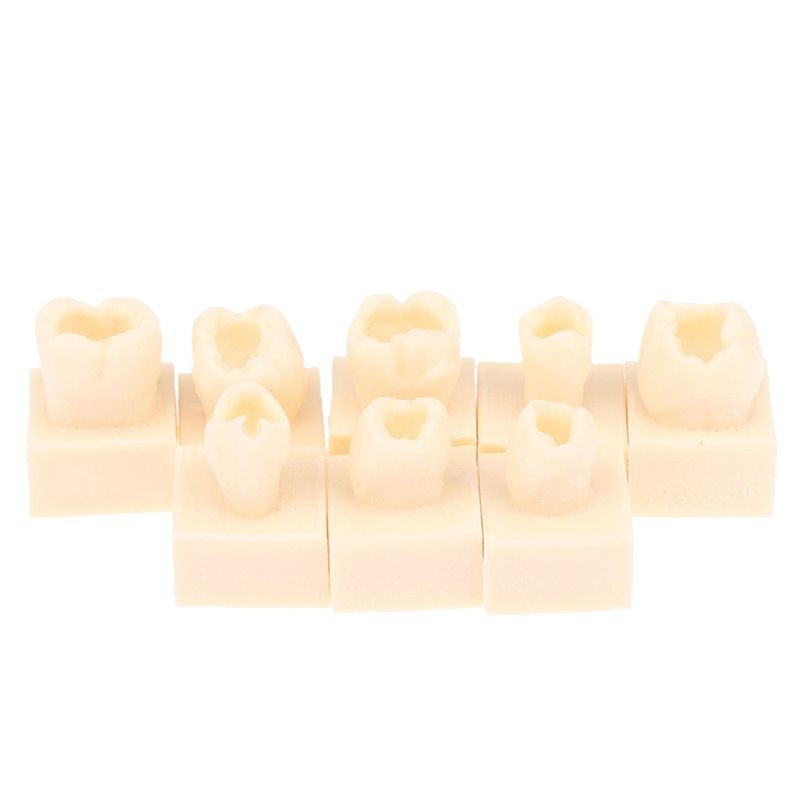 Дентален тренировъчен модел за запълване със смола — за възрастни, около 22 г