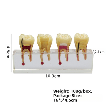 Model educațional stomatologic pentru dinți temporari pediatric cu carie și tratamentul pulpei, GC OEM, 108 g, cod de bare 236, Importat: Nu