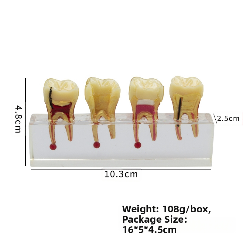 Дентален учебен модел за лечение на кариес на първични детски зъби и възстановяване на пулпата; GC OEM; 108 g; Barcode 236; Внос: Не