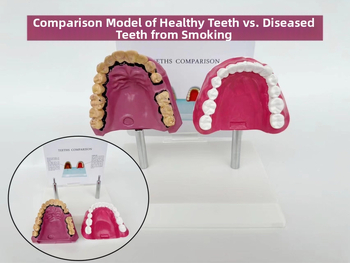 Dantų anatomijos modelis su struktūrine forma mokymui ir burnos sveikatos švietimui
