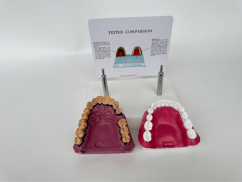 Dantų anatomijos modelis su struktūrine forma mokymui ir burnos sveikatos švietimui