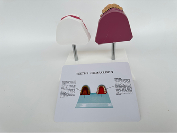 Dantų anatomijos modelis su struktūrine forma mokymui ir burnos sveikatos švietimui