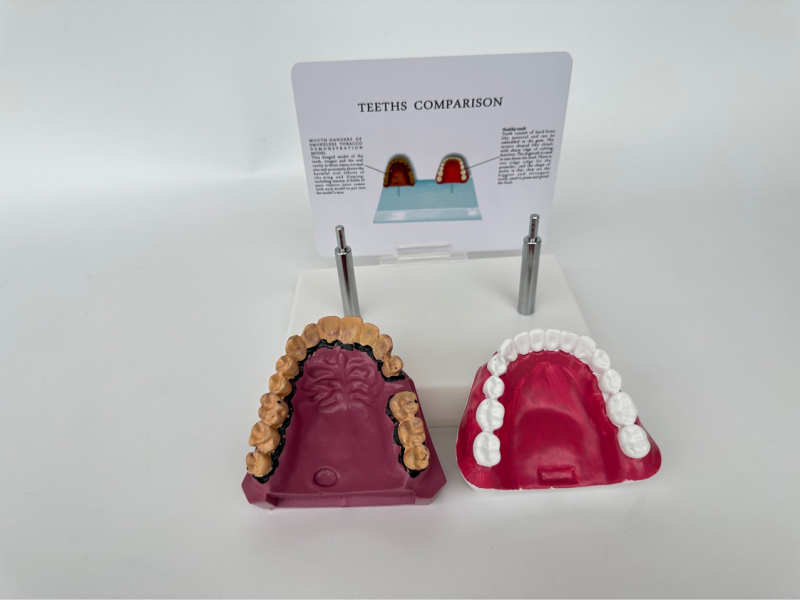Dantų anatomijos modelis su struktūrine forma mokymui ir burnos sveikatos švietimui