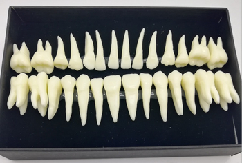 Fogorvosi modell 28 állandó foggal és gyökér-szimulációval felnőtteknek (izolált fogmodell)