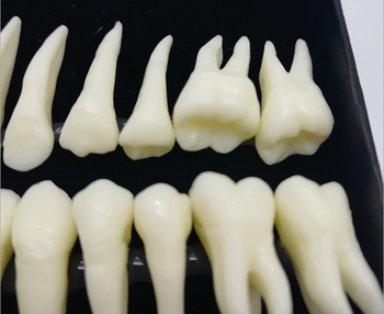 Fogorvosi modell 28 állandó foggal és gyökér-szimulációval felnőtteknek (izolált fogmodell)