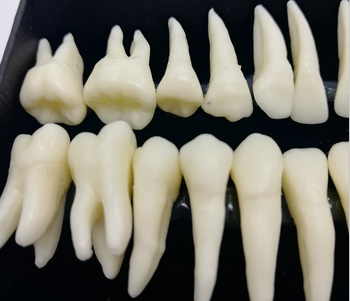 Fogorvosi modell 28 állandó foggal és gyökér-szimulációval felnőtteknek (izolált fogmodell)