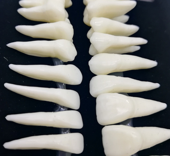 Fogorvosi modell 28 állandó foggal és gyökér-szimulációval felnőtteknek (izolált fogmodell)