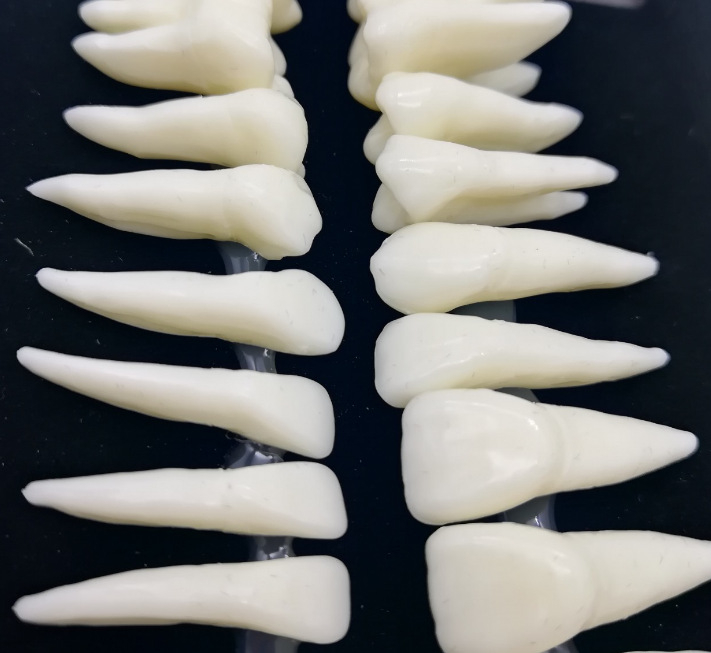 Fogorvosi modell 28 állandó foggal és gyökér-szimulációval felnőtteknek (izolált fogmodell)