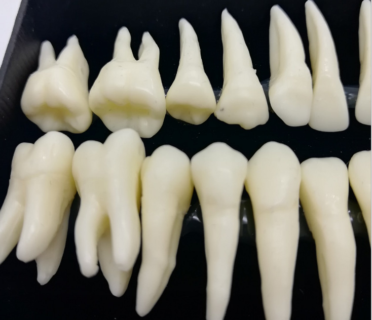 Fogorvosi modell 28 állandó foggal és gyökér-szimulációval felnőtteknek (izolált fogmodell)